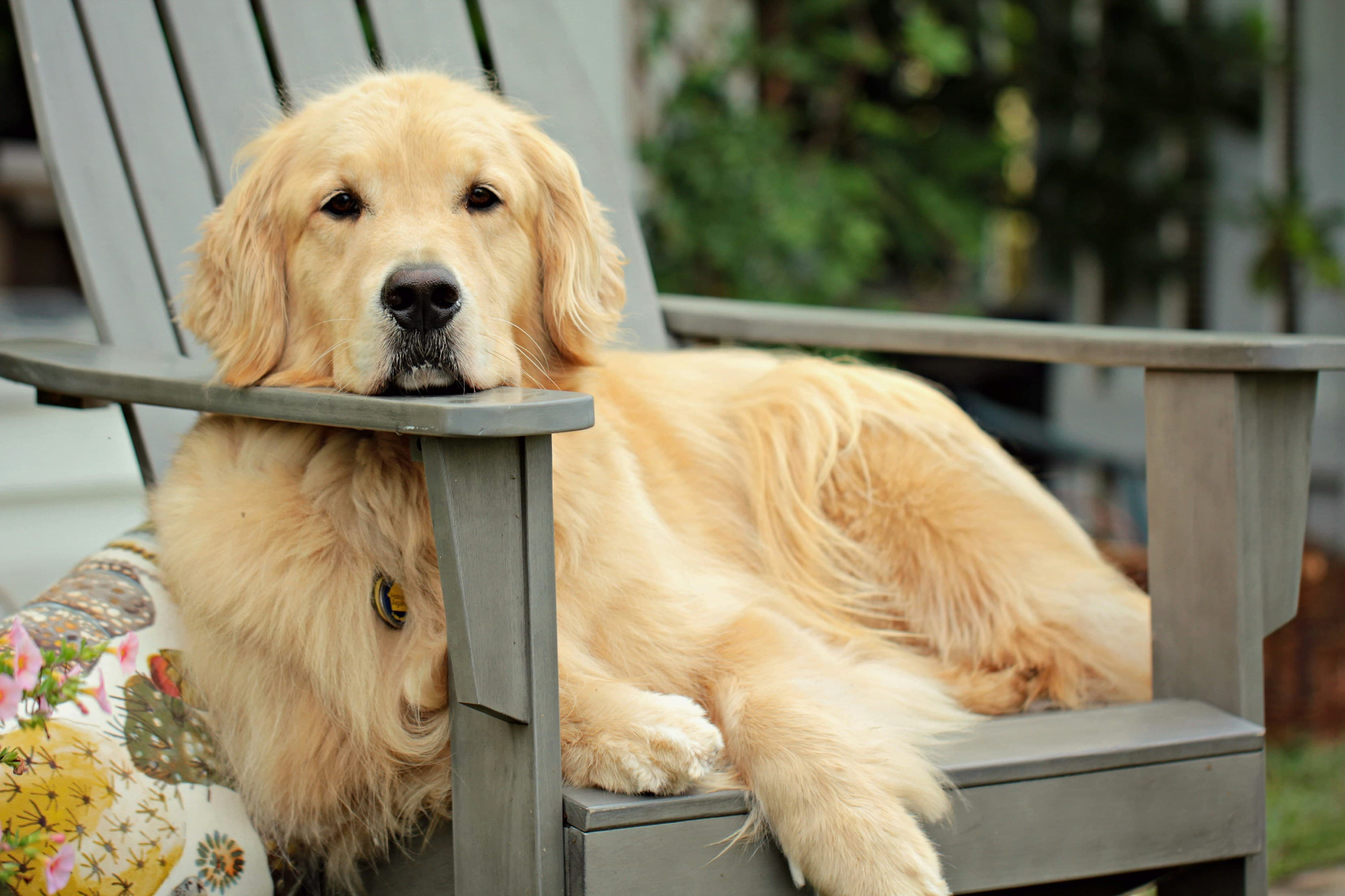 golden retriever resting on a chair