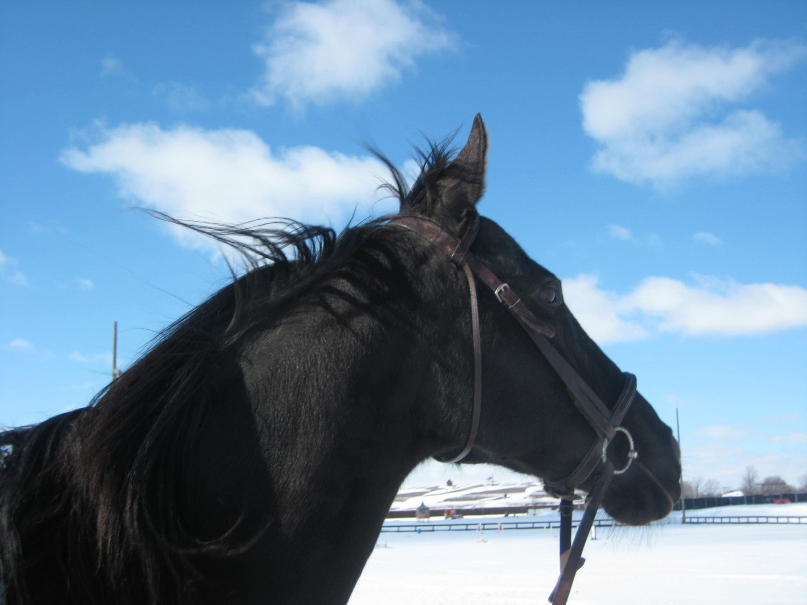 black horse in profile against a winter sky